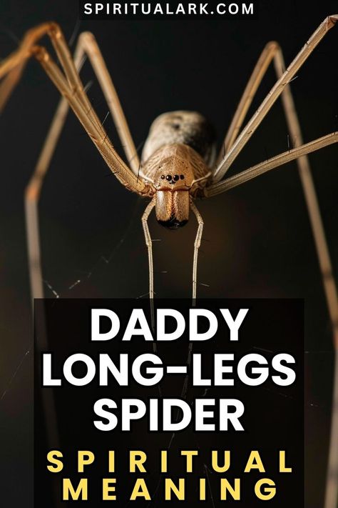 at the top of this post is the website source which is "SpiritualArk.com", at the center of this post is a photo of a daddy long-legs spider, and at the bottom of this post is the title that says, "daddy long-legs spider, spiritual meaning" Spider Spiritual Meaning, Spider Meaning, Dady Long Legs, Daddy Long Legs Spider, Long Leg Spider, Animal Symbolism, Spiritual Truth, Spiritual Meaning, Spiritual Journey