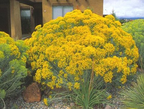 G - Rabbitbrush Rabbit Brush Plant, Mexican Bush Sage, Drought Resistant Trees, Native Plant Rain Garden, Crimson Bottlebrush, Rabbit Brush, Indian Paintbrush Flowers, Wise Tree, Aspen Wood