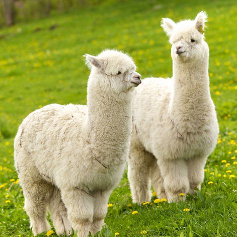 Alpacas. Are these guys friendly because I will chase one down to hug if I ever saw one. Alpaca, White