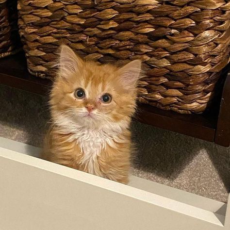 Twin Kittens So Thrilled to Have Comfy Place to Stay They Thrive into Happy Ginger Cats - Love Meow Comfy Place, Southern Indiana, Ginger Cats, Indiana, Ginger, Kittens, Orange