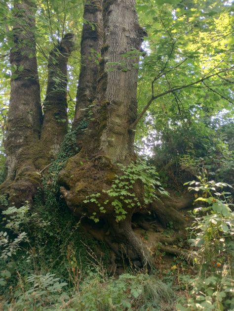 Four trees one root Stand Strong, Fairy Tree, Forest Path, Cute Bedroom Decor, Peaceful Places, Fresh Air, Tree Of Life, Nature Pictures, Forest