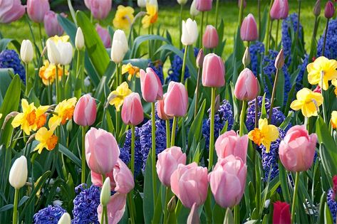 Fall Bulb Planting, Bulbs Garden Design, Bulb Planting, Planting Tulips, American Meadows, Perennial Bulbs, Flower Bed Designs, Fall Bulbs, Daffodil Bulbs