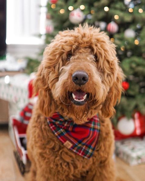 Red Doodle Dog, Golden Doodle Christmas Pictures, Red Golden Doodle, Golden Doodle Christmas, Indoor Christmas Photos, Christmas Dog Photography, Merry Christmas Dogs, F1 Goldendoodle, Dog Christmas Photos