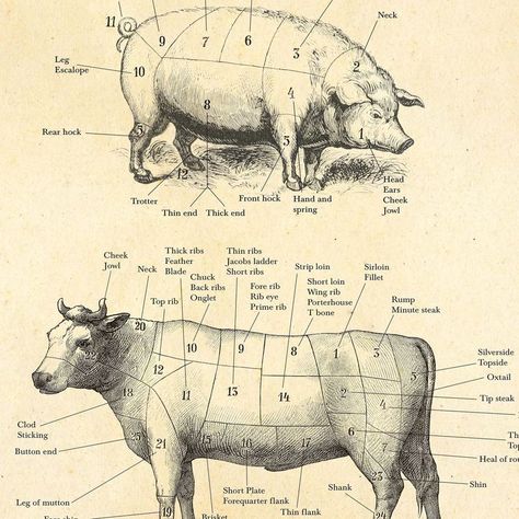 Knives Tattoo, Meat Cuts Chart, Meat Girl, Meat Drawing, Industry Illustration, Butcher Diagram, Customer Quotes, Butcher Meat, Butcher's Cut