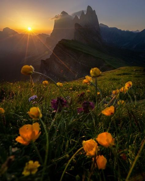 National Geographic Travel on Instagram: "Photo by @kahliaprilphoto | The first light of the day wakes the wildflowers in the Italian Alps." Italian Alps, Places Of Interest, One Light, National Geographic, Wild Flowers, Natural Beauty, The First, The Day, Italy