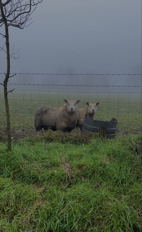 Sheep Aesthetic Dark, British Farming Aesthetic, Sheep Farmer Aesthetic, Animal Farm Aesthetic Book, British Farmer Aesthetic, Fantasy Farm Aesthetic, Farm Aesthetic Dark, Dark Farm Aesthetic, Sammie Core