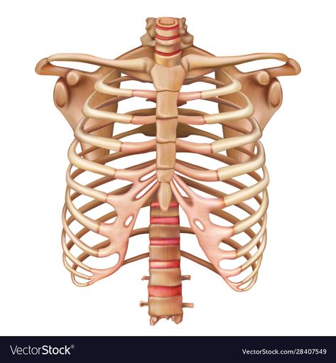 Rib Anatomy, Rib Cage Drawing, Rib Cage Anatomy, Bones Human, Skeletal System Anatomy, Bone System, Human Ribs, Human Rib Cage, Human Skeletal System