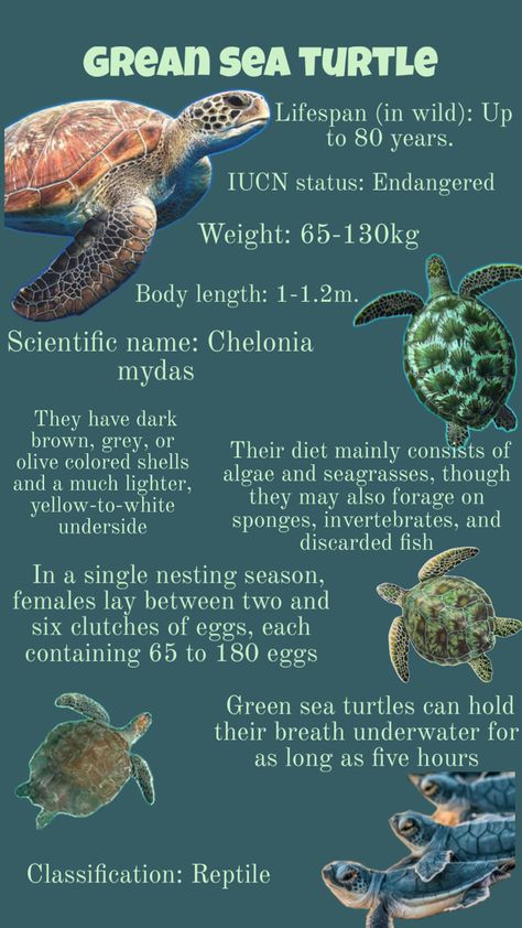 Tropical Marine Biology, Sea Turtle Facts, Green Sea Turtle, Animal Facts, Marine Biology, Green Sea, Freshwater Fish, Ocean Animals, Olive Color