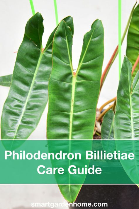 Philodendron Billietiae, Air Layering, Philodendron Plant, Smart Garden, New Roots, Liquid Fertilizer, Plant Species, New Growth, Potting Soil