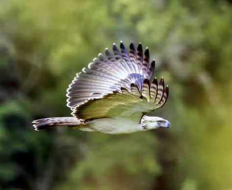 Philippine Eagle Philippine Eagle Flying, African Crowned Eagle, Different Types Of Eagles, Eagle Facts, Types Of Eagles, Steller's Sea Eagle, Eagle Photo, Philippine Eagle, Harpy Eagle