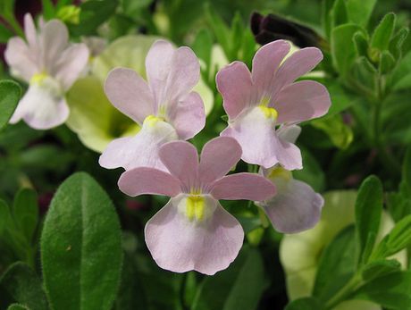 Nemesia Flowers, Edging Plants, Sitting In A Tree, Plants For Hanging Baskets, Plant Growing, Butterfly Bush, Sun And Water, Floral Photography, Southern Africa