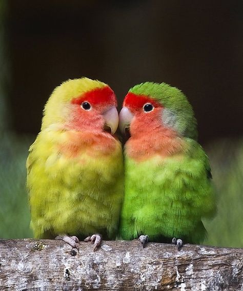 Just because we're lovebirds doesn't mean you're getting any on the first date, buster. Kinds Of Birds, Parakeets, Bird Pictures, All Birds, Exotic Birds, Pretty Birds, Red Birds, Colorful Birds, Cute Birds