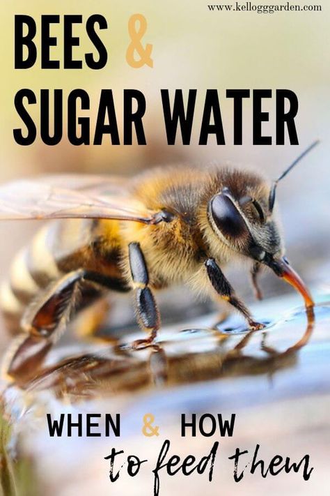 Bees & Sugar Water  Tips to help our powerful pollinators. There are times when our bee buddies need a little extra help and there are times when too much help is not a good thing.  Check out these tips to help our bees. Sugar Water For Bees, How To Help Bees, Bee Watering Station, Water For Bees, Bee Bath, Backyard Beehive, Honey Bees Keeping, Bee Feeder, Feeding Bees