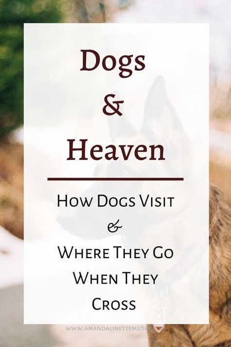 Losing Your Dog Best Friend, Griefing Your Dog, Pet Grievance, Pet Memorial Garden Ideas, Dog Memorial Garden, Dogs In Heaven, Dog Heaven Quotes, All Dogs Go To Heaven, The Dog Star