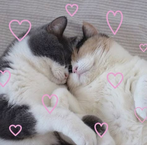 Romantic Cats, Cats Cuddling, Cat Icon, Cat Person, Sylvanian Families, Silly Cats, Pretty Cats, Baby Cats