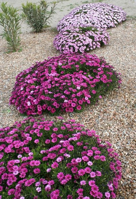 A look at the advantages of gravel gardens and suitable plants to include in them - plus, find out what else needs doing in the garden this week. Plants For Gravel Gardens, Osteospermum Garden Ideas, Gravel Plants, Pavers Gravel, Gravel Yard, Flowers Backyard, Winter Grass, Gravel Gardens, Aesthetic Backyard