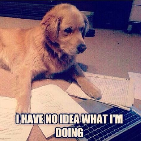 Finals Week Meme, Finals Week Humor, Homework Meme, Homework Humor, Classroom Memes, Dog Puns, International Baccalaureate, Study Life, Random Funny Things