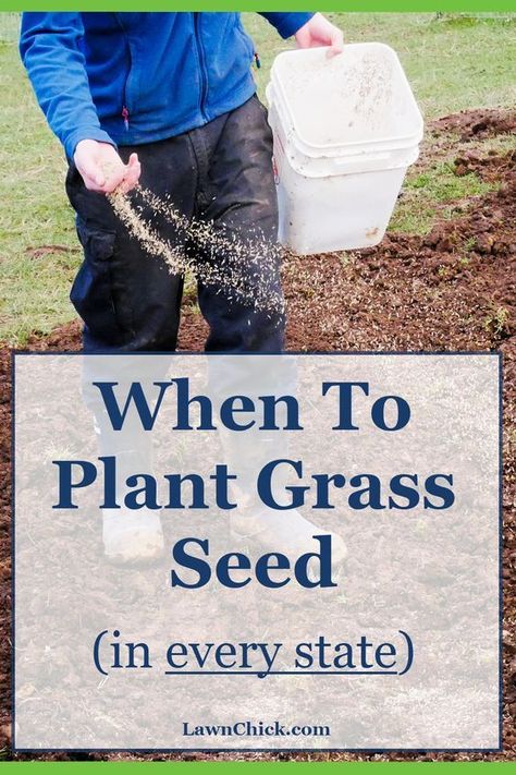 When To Plant Grass Seed, Growing Grass From Seed, Overseeding Lawn, Planting Grass Seed, Clean Headlights, Best Grass Seed, Grass Types, Lawn Repair, Zoysia Grass