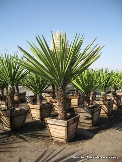 Potted Trees Patio, Courtyard Plants, Yucca Tree, Palm Trees Landscaping, Low Water Gardening, Yucca Plant, Desert Garden, Potted Trees, Plants For Sale