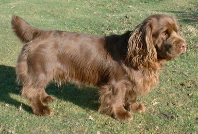 Sussex Spaniel Sussex Spaniel, Clumber Spaniel, Every Dog Breed, Spaniel Breeds, Akc Breeds, Dog Muzzle, Dog List, Spaniel Puppies, Purebred Dogs