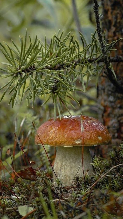 Mushroom Pictures, Mushroom Fungi, Magical Forest, Autumn Cozy, Woodland Creatures, Autumn Aesthetic, Fruits And Veggies, Nature Photos, Nature Beauty