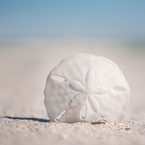 “In still moments by the sea life seems large-drawn and simple. It is there we can see into  ourselves.”  ― Rolf Edberg She Sells Seashells, I Love The Beach, Beach Living, Sand Dollar, Beach Time, Ocean Life, White Sand, Beach Cottages, Ocean Beach