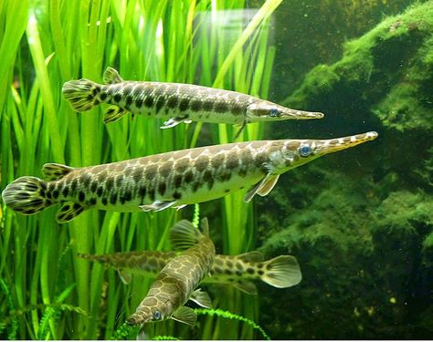 The spotted gar (Lepisosteus oculatus) is a primitive freshwater fish of the family Lepisosteidae, native to North America from the Lake Erie and southern Lake Michigan drainages south through the Mississippi River basin to Gulf Slope drainages, from lower Apalachicola River in Florida to Nueces River in Texas, USA. The fish is a voracious predator feeding on various kinds of fishes and crustaceans. They are notable for being one of the few extant fish species with ganoid scales. Gar Fish, Pike Fish Recipes, Pike Fish, Ikan Air Tawar, Monster Fishing, Cool Fish, Pet Fish, Exotic Fish, Aquatic Animals