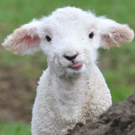 Baby Farm Animals, Cute Lamb, Sheep Art, Baby Sheep, Baby Lamb, Cute Sheep, Baby Goats, Pretty Animals, Silly Animals