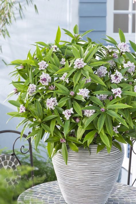 Beautifully scented Daphne Perfume Princess is a triple-award winner!  Perfect for patios and in garden beds too Daphne Plant, Winter Shrubs, Scent Garden, Flower Containers, Fragrant Garden, Flower Scent, Spring Scents, Long Flowers, Fragrant Plant