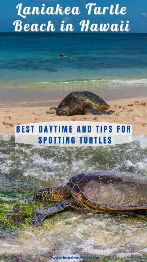 On the upper picture is a basking sea turtle resting in the sun with the blue-green sea in the back. On the second photo is a sea turtle feeding on sea grass on the rocks close to the shore. Laniakea Beach, Hawaii Trip Planning, Oahu Beaches, Hawaiian Travel, Oahu Vacation, Turtle Beach, Travel Info, Oahu Hawaii, Island Style