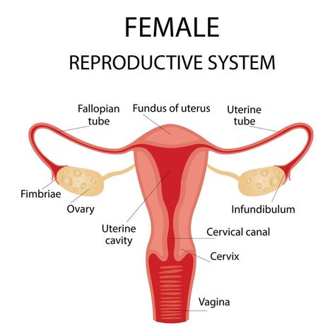 Human anatomy, female reproductive system, female reproductive organs. The system of inclusion the organs of the uterus, cervix, ovaries, ovaries, and fallopian tubes. Overview illustration Female Reproductive System Anatomy, Human Anatomy Female, Anatomy Education, Anatomy Flashcards, Biology Diagrams, The Human Anatomy, Human Physiology, Anatomy Female, Human Body Organs