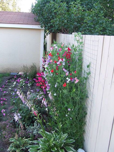 Diy Pea Trellis, Sweet Pea Trellis, Pea Trellis, Growing Sweet Peas, Veggie Gardens, Trellis Fence, Holly House, Trellis Ideas, Wall Fence