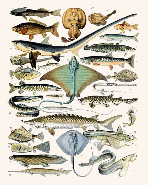 Fish Print - Fish Wall Art - Fish Decor - Science Art - Sea Animals Print - Water Animals - Fishing Poster - Vintage Animals Art - Set of 2 Please note that some of our prints come from images that are over 100 years old and as such, they may reflect realistic details - they may be Biology Poster, Ikan Air Tawar, Adolphe Millot, Fish Illustration, Life Poster, Scientific Illustration, Illustration Vintage, Vintage Fishing, Arte Animal