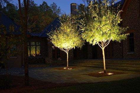 Tree Uplighting, Gingko Art, Outdoor Tree Lighting, Garden Lighting Design, Up Lighting, Driveway Lighting, Landscape Lighting Design, Light Up Tree, Columbus Georgia