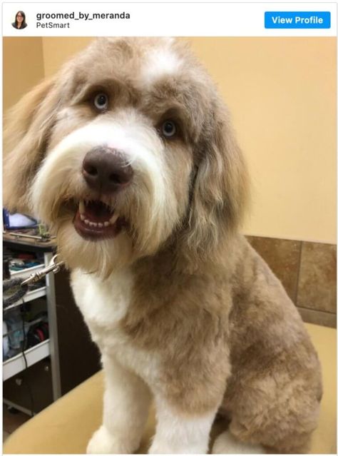 Aussiedoodle Grooming, Mini Aussiedoodle Haircut, Aussie Doodle Haircuts, Toy Aussiedoodle Haircut, Aussiedoodle Grooming Styles, Mini Aussiedoodle Haircut Styles, Aussiedoodle Haircut, Aussie Doodle Haircut Styles, Aussiedoodle Haircut Styles