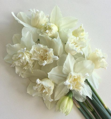 White Daffodil Aesthetic, Narcissus Wedding Bouquet, Narcissus Flower Aesthetic, Fancy Daffodils, Narcissus Aesthetic, Narcissus Flower Bouquet, White Narcissus Flower, Narcissus Bouquet, Hades X Persephone