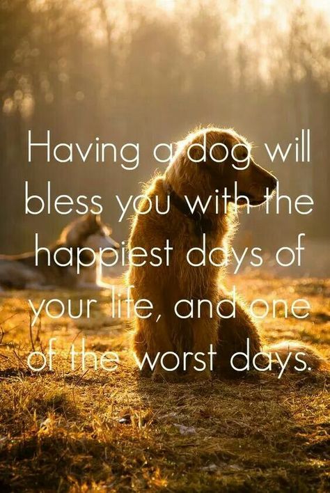 Dog Quote, the happiest and worst day ❤️❤️❤️ Lou Dog, Funny Pets, Dog Rules, Airedale Terrier, Memes Humor, Animal Quotes, Dog Quotes, A Quote, Training Tips