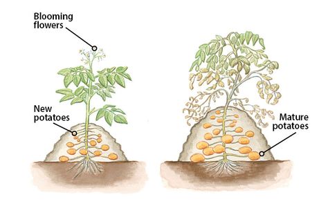 How to grow potatoes you can harvest from summer to fall: This simple planting method makes harvesting potatoes easy! Potatoes Planting, Potatoes Garden, Harvest Potatoes, Potato Growing, Harvesting Potatoes, Plant Potatoes, Potato Gardening, Spare Tires, Grow Potatoes