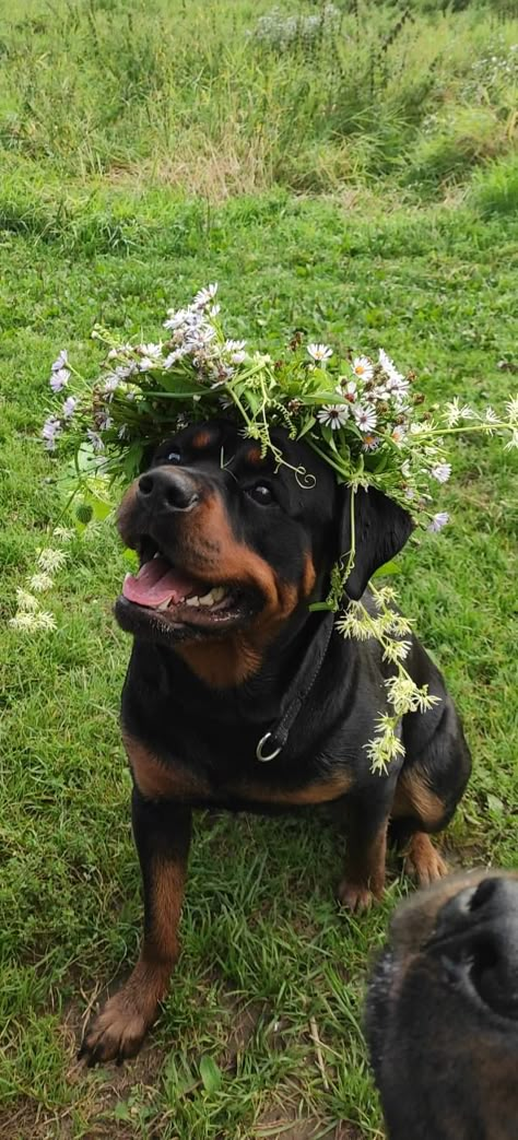 Rotwiller Dogs Aesthetic, Rotwiller Puppies, Rottweiler Wallpaper, Rottweiler Aesthetic, Baby Rottweiler, Rottweiler Pictures, Rottweiler Love, Cute Dog Photos, Doberman Dogs