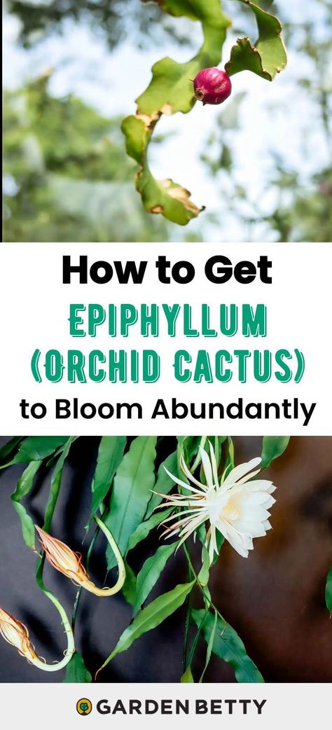 It’s no wonder that Epiphyllum (a dramatically-blooming jungle cactus) is given the name of Lady of the Night: its spectacular flowers only open at night, and only for a day or two, making the event a fleeting yet worthwhile experience to stay up late for. Here’s how to care for an orchid cactus and make it bloom all summer! Nightblooming Cereus, Plants That Bloom At Night, Epiphyllum Anguliger, Orchid Cactus Epiphyllum, Abeliophyllum Distichum, Night Blooming Cactus, Growing Organic Vegetables, Orchid Plant Care, Orchid Cactus