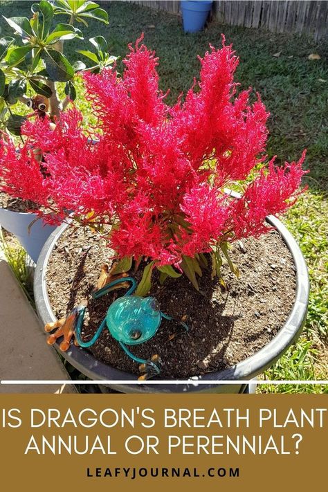 Is Dragon's Breath Plant Annual Or Perennial Dragons Breath Celosia, Dragons Breath Flower, Dragons Breath Plant, Celosia Plant, Dragon Plant, Dragon Breath, Dragons Breath, Annual Flowers, Flower Care