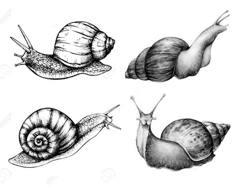 Snail Image, Snail Art, Cheap Stamps, Botanical Tattoo, Insect Art, Stained Glass Designs, Scrapbooking Diy, Animal Sketches, Book Projects