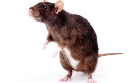 Rat Standing, Lost Trust, Brown Rat, Rat Tattoo, Persian Kitten, Guinea Pig Toys, Pest Management, Mouse Rat, Exotic Fish