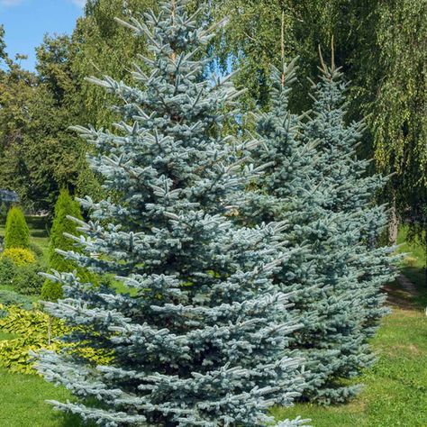 Colorado blue spruce (Picea pungens) Blue Spruce Tree, Thuja Green Giant, Colorado Blue Spruce, Picea Pungens, Types Of Christmas Trees, Potted Christmas Trees, Privacy Trees, Spruce Christmas Tree, Spruce Tree