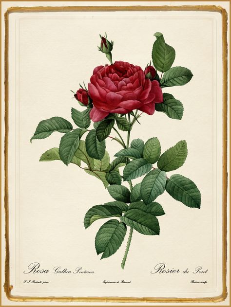 https://flic.kr/p/z3bUoY | Pierre-Joseph Redouté "Les Roses - Rosa Gallica Pontiana" 1819-24 | Pierre-Joseph Redouté (1759 –1840) Belgian born French Watercolorist and botanist.  Illustrator of approximately 50 botanical books. An official court artist to Queen Marie Antoinette,  patronized by Empress Joséphine and by later French Royalty. Redoute Flowers, Illustration Rose, Rose Illustration, Illustration Botanique, Rose Drawing, Vintage Botanical Prints, Scientific Illustration, Flower Clipart, Botanical Drawings