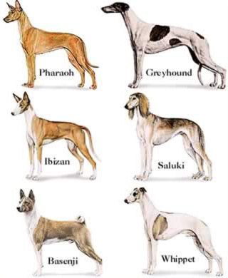 Some of the possible dog breeds derived from Egyptian dogs Egyptian Dog, Different Breeds Of Dogs, Ancient Dogs, Saluki Dogs, Mastiff Breeds, Basenji Dogs, Sight Hounds, Pharaoh Hound, Dog Breeds List