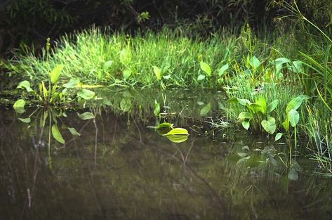 Top 3 Submerged Plants for a Natural Pond Submerged Plants, Fishing Pond, Natural Pond, Floating Plants, Pond Plants, Pond Design, Ponds Backyard, Aquatic Plants, Ponds