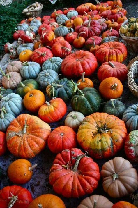 It’s not succulents... but a friend of them? I just love all the beautiful color and shapes the pumpkins have! Wine Country Wedding Venues, Wine Country Wedding, Harvest Time, Winter Squash, Fabulous Fall, Autumn Beauty, Fall Favorites, Autumn Aesthetic, Samhain