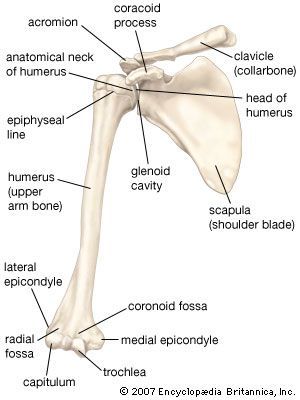 Anterior view of the bones of the right shoulder, showing the clavicle (collarbone), scapula (shoulder blade), and humerus (upper arm bone). Pectoral Girdle Anatomy, Shoulder Bone Anatomy, Shoulder Girdle Anatomy, Upper Extremity Anatomy, Scapula Anatomy, Human Skeleton Parts, Pectoral Girdle, Skeletal System Anatomy, Skeletal Anatomy