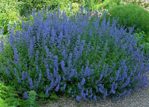 Meadow Sage, Deer Resistant Perennials, Food Cost, Flowers Growing, Low Maintenance Landscaping, Budgeting Tips, Gardening For Beginners, Lawn And Garden, Shade Garden